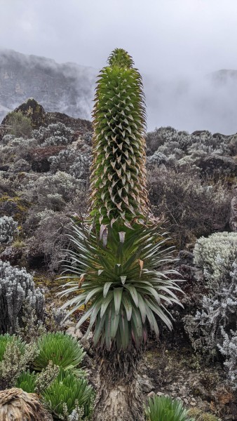 Trip to Kilimanjaro