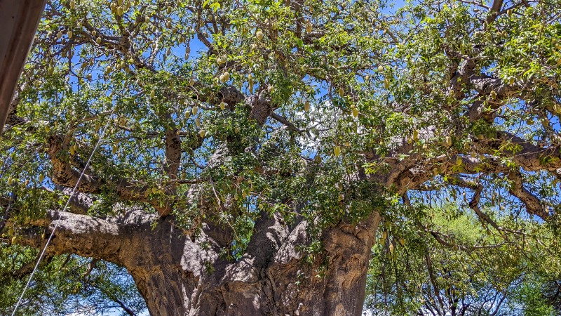 Tarangire National Park