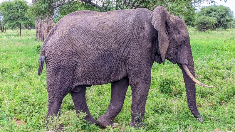 Tarangire National Park