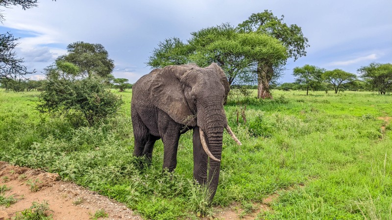 Tarangire National Park