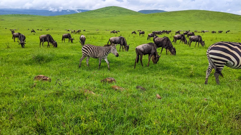 Ngorongoro Crater