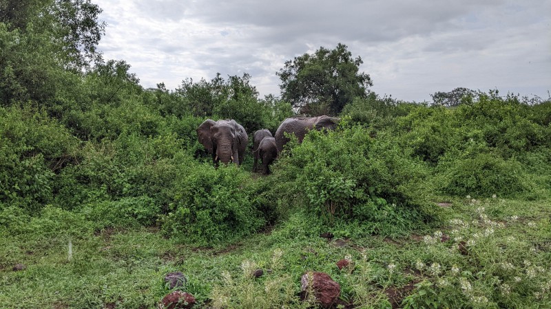 Trip to Kilimanjaro , Lake Manyara Game Reserve