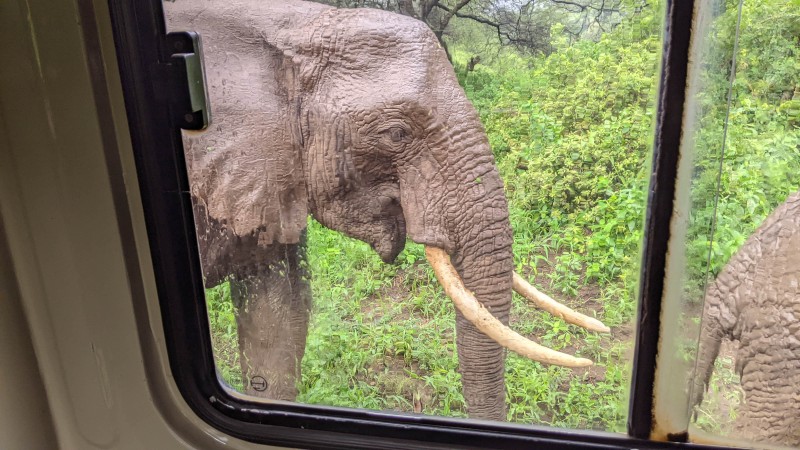 Trip to Kilimanjaro , Lake Manyara Game Reserve