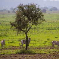 Trip to Kilimanjaro