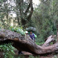 Trip to Kilimanjaro