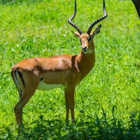 Tarangire National Park