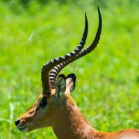 Tarangire National Park