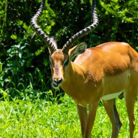 Tarangire National Park