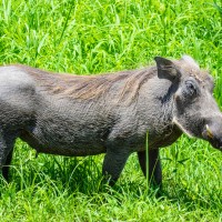 Tarangire National Park