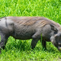 Tarangire National Park