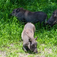 Tarangire National Park