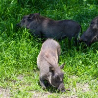 Tarangire National Park