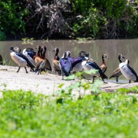 Tarangire National Park