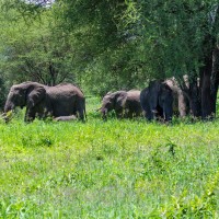 Tarangire National Park