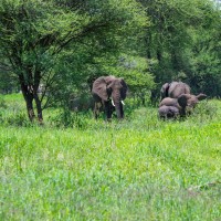 Tarangire National Park