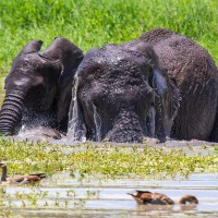 Tarangire National Park