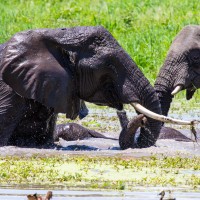 Tarangire National Park