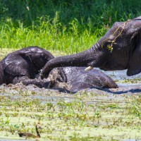 Tarangire National Park