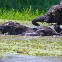 Tarangire National Park