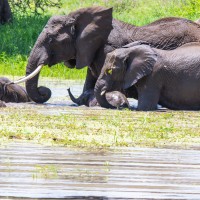 Tarangire National Park