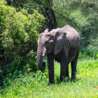 Tarangire National Park