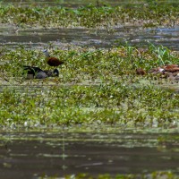 Tarangire National Park