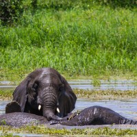 Tarangire National Park