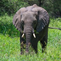 Tarangire National Park