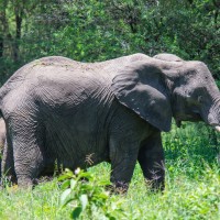 Tarangire National Park