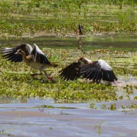 Tarangire National Park