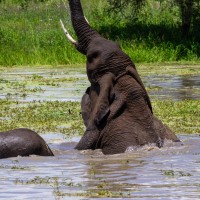 Tarangire National Park