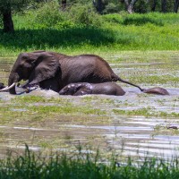 Tarangire National Park