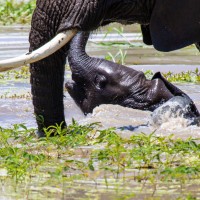 Tarangire National Park