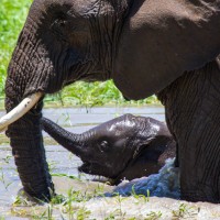 Tarangire National Park