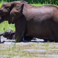 Tarangire National Park