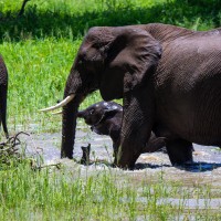 Tarangire National Park