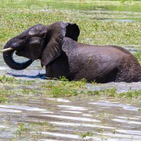 Tarangire National Park