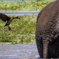 Tarangire National Park