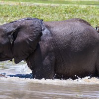 Tarangire National Park