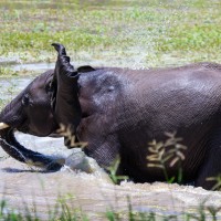 Tarangire National Park