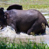 Tarangire National Park