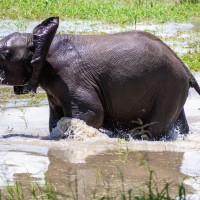 Tarangire National Park