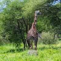 Tarangire National Park