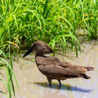 Tarangire National Park