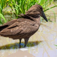 Tarangire National Park