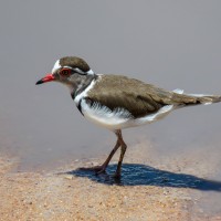 Tarangire National Park