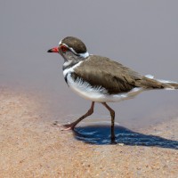 Tarangire National Park