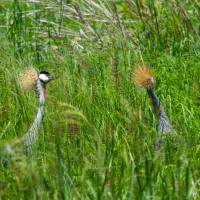 Tarangire National Park