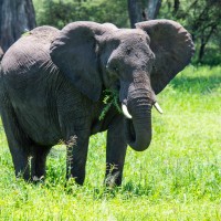 Tarangire National Park