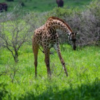 Tarangire National Park